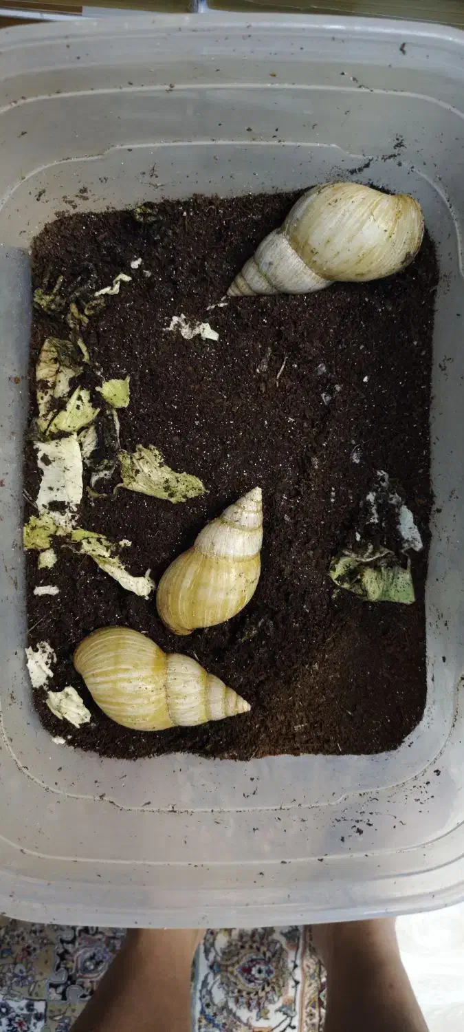 حلزون پوستی|خزنده|تهران, سهروردی|دیوار