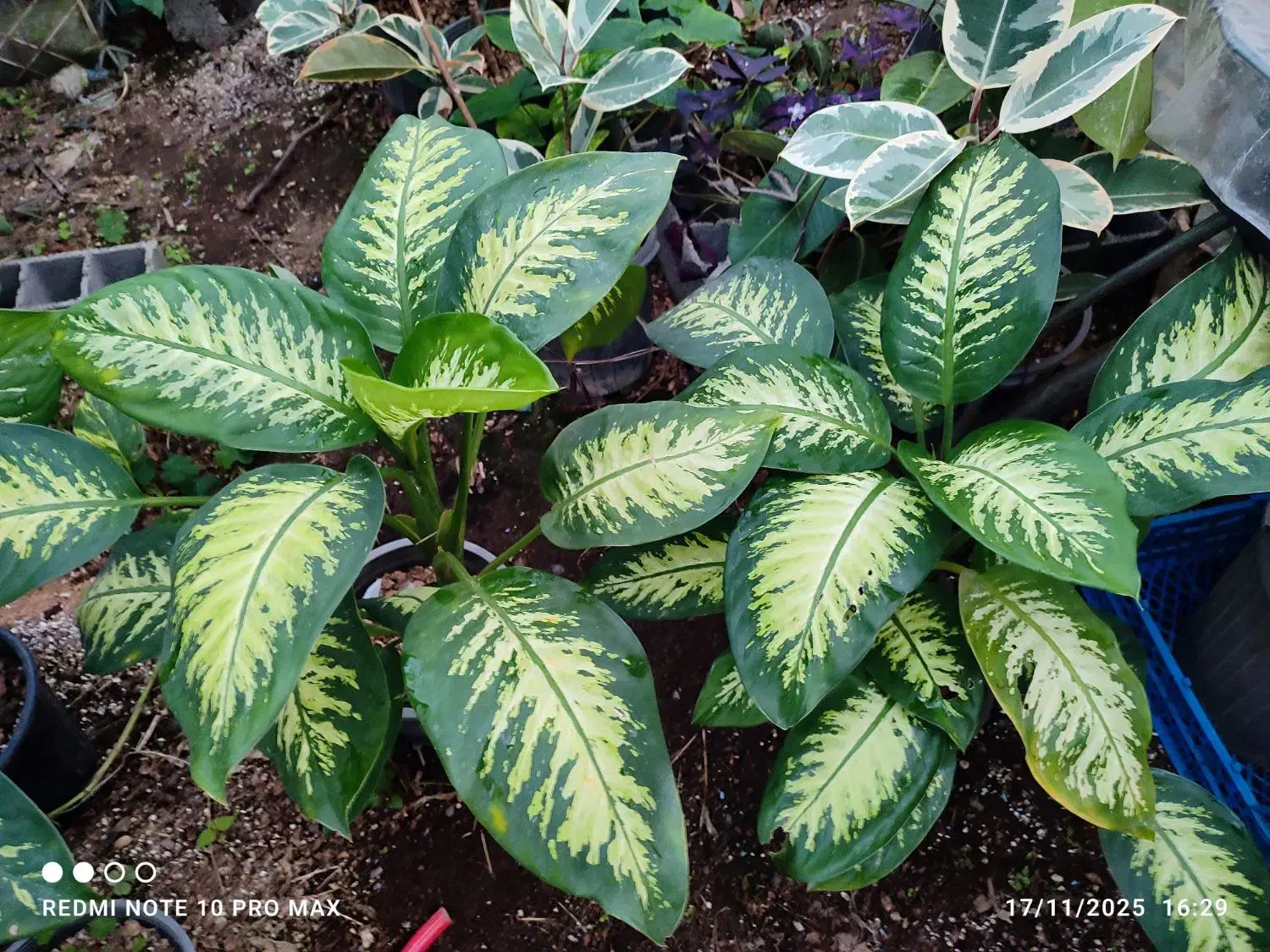 انواع گلهای اپارتمانی فروش بدلیل تغییر شغل|گل و گیاه طبیعی|لاهیجان, لیالستان|دیوار