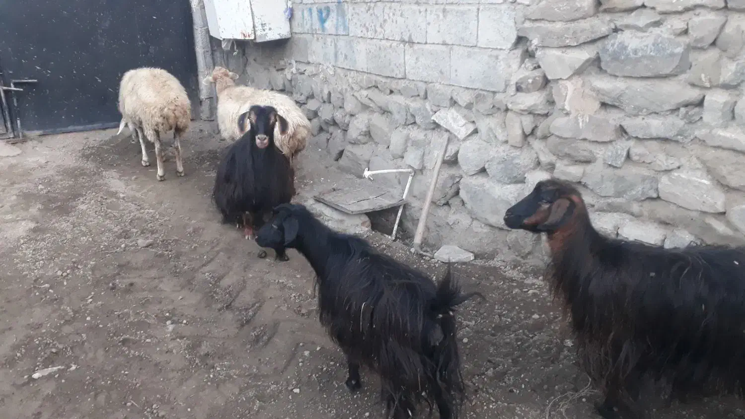۲راس کوسفند جوان یکی زاییده یکی آبستن با۳راس بز|حیوانات مزرعه|اهر, |دیوار
