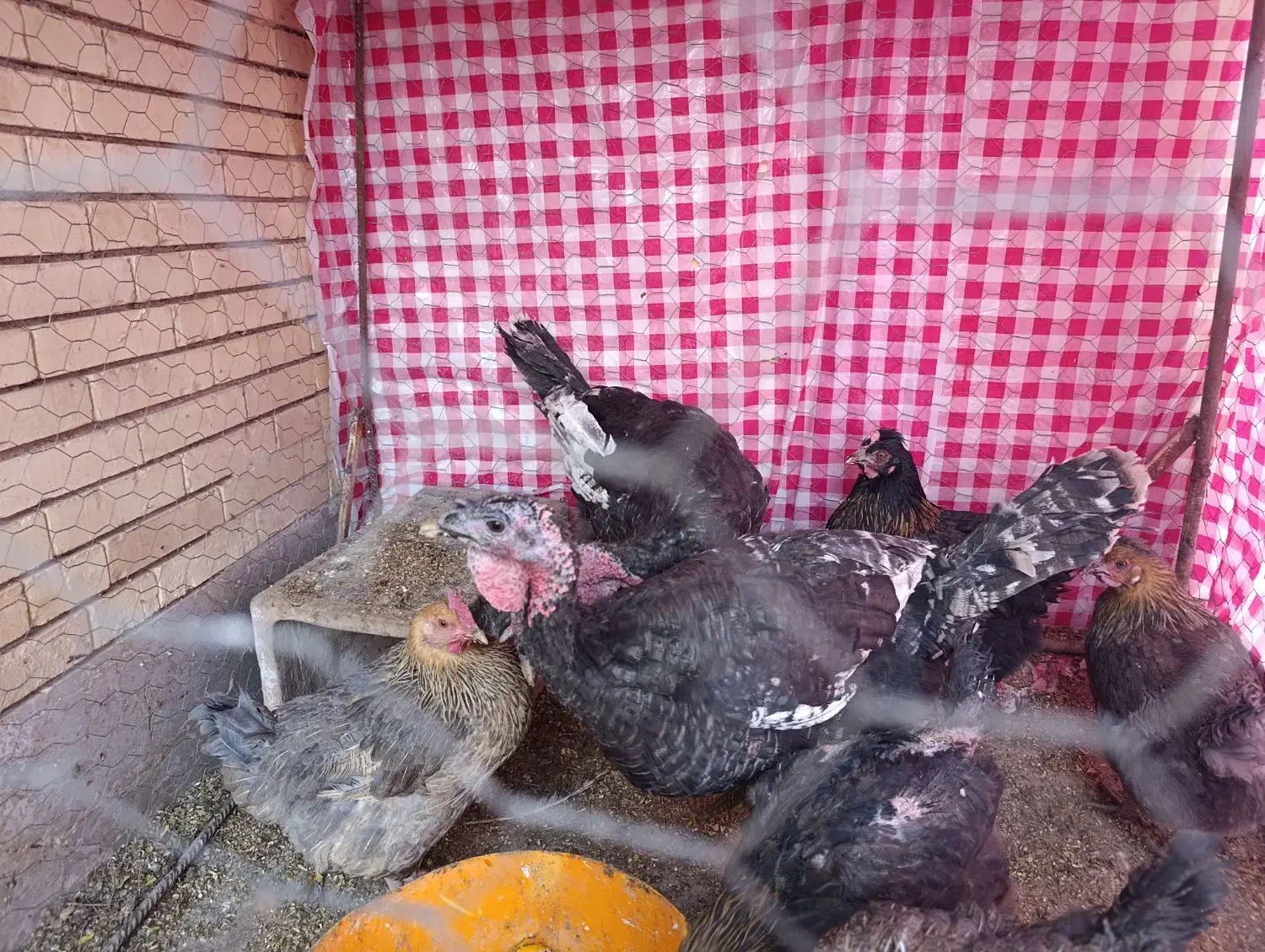 بوقلمون جوان|حیوانات مزرعه|رفسنجان, |دیوار