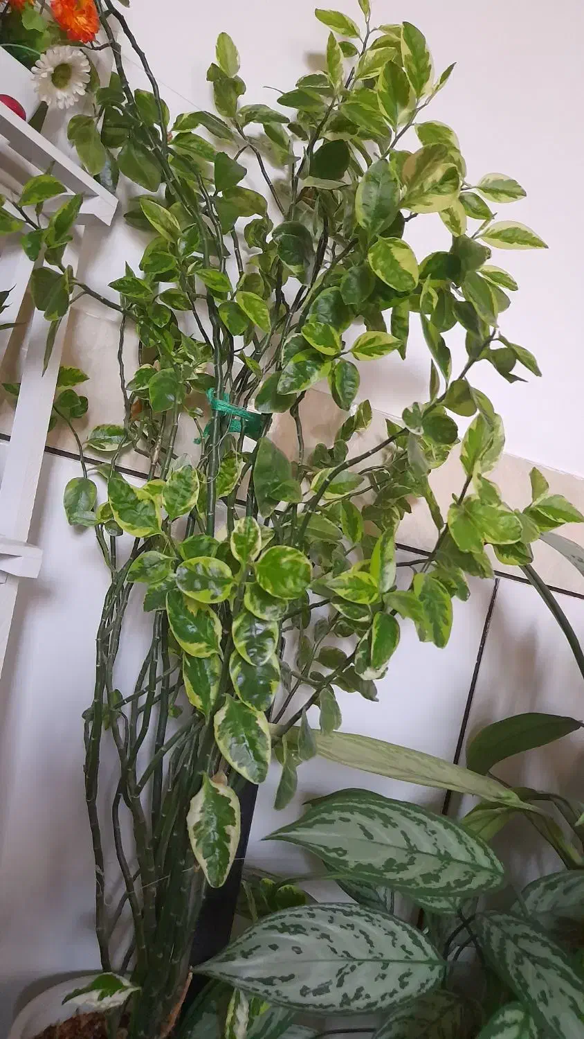 گل مجلسی|گل و گیاه طبیعی|سامان, |دیوار