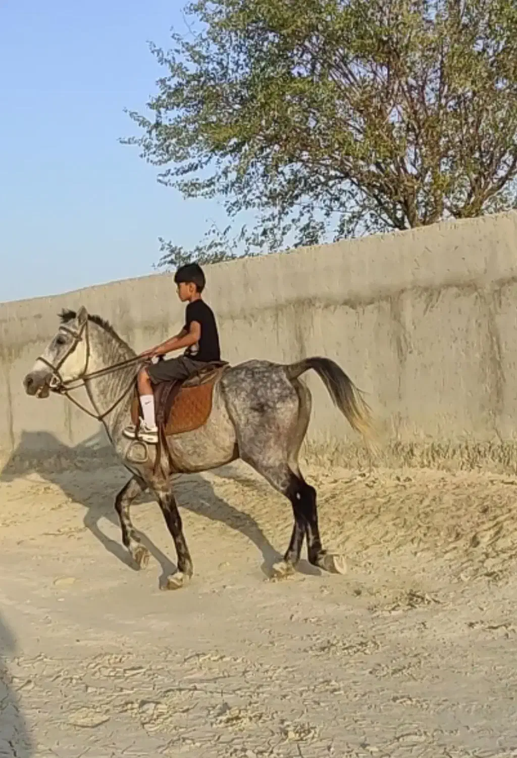 اسب نریون کرد|اسب و تجهیزات اسبسواری|قشم, |دیوار