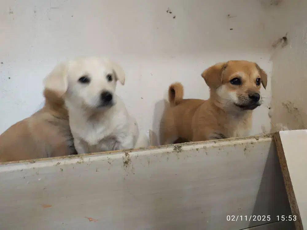 واگذاری ۴ توله  سالم ۲ماده‌ نره ۲ ماه نیم ماه|سگ|اردبیل, |دیوار