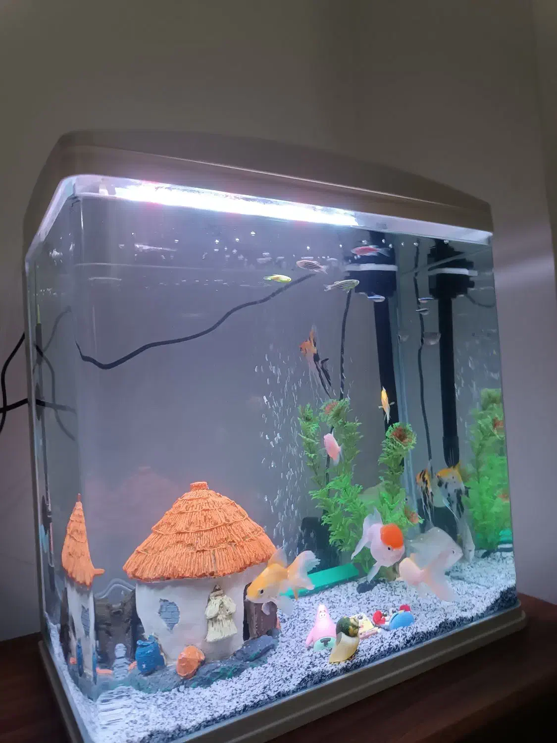 آکواریوم|ماهی|ایلام, |دیوار