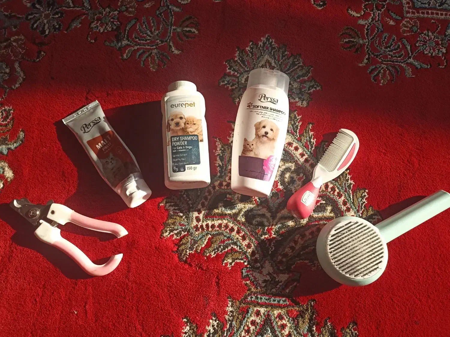 گربه خانگی|گربه|برازجان, |دیوار