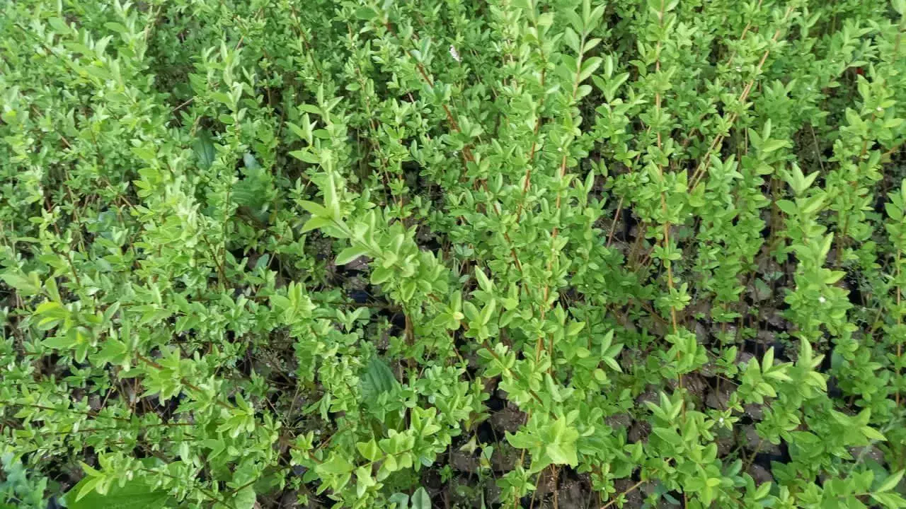 ترون نایلکسی|خدمات باغبانی و درختکاری|ملکآباد, |دیوار