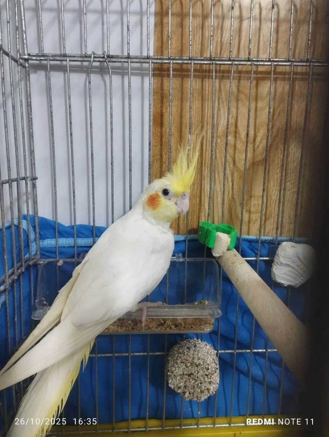 عروس هلندی نر|پرنده|بره‌سر, |دیوار