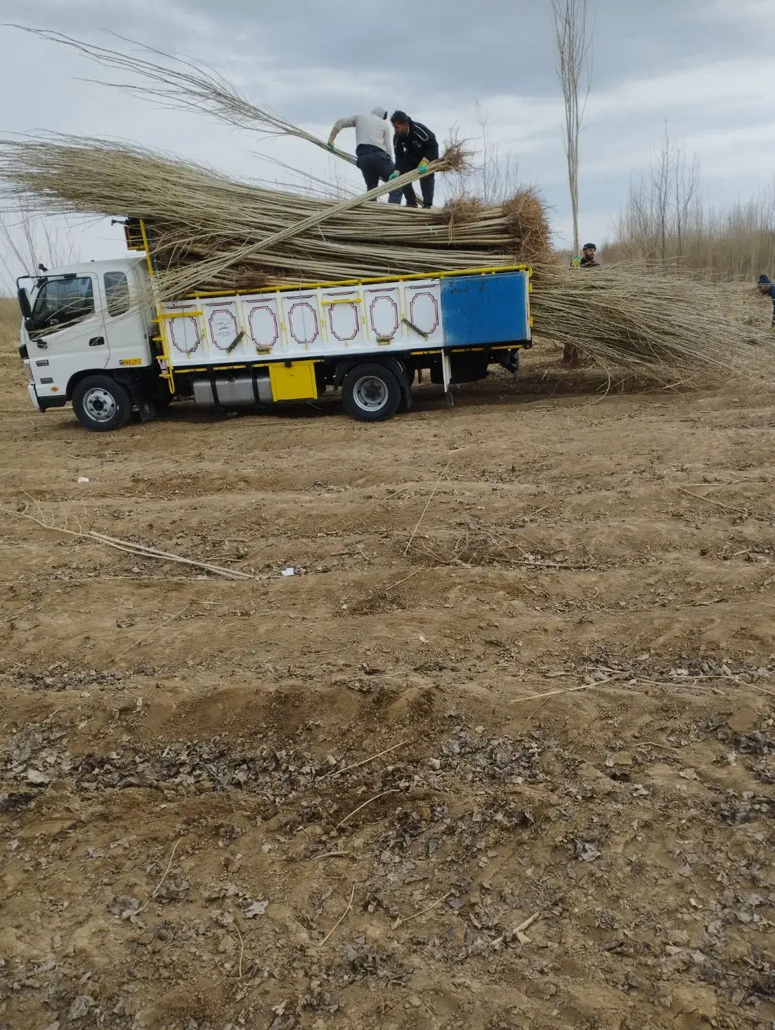 پیش فروش نهال پیوند وصنوبر|خدمات باغبانی و درختکاری|یاسوج, |دیوار