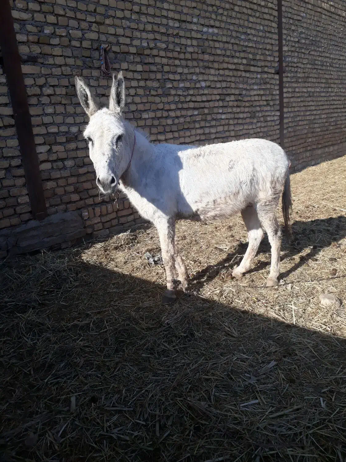 الاغ.خر|حیوانات مزرعه|مشهد, كنويست|دیوار