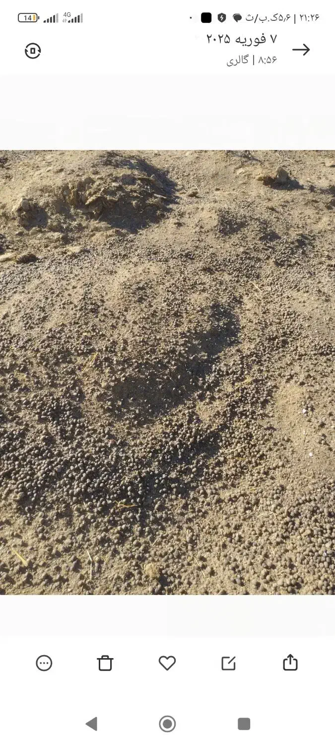 کودگوسفندی خالص وگاوی  مرغی|خدمات باغبانی و درختکاری|ماهدشت, |دیوار