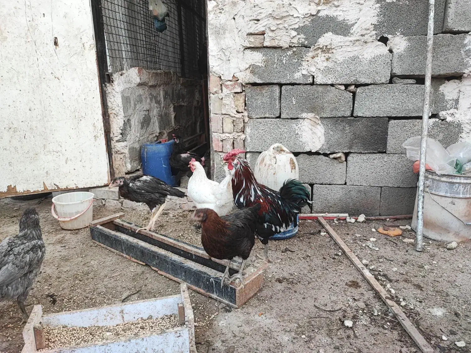 مرغ خروس گلین و تیمچه گلین ،جوجه یک ماهه و دوماهه|حیوانات مزرعه|تهران, سعیدآباد|دیوار