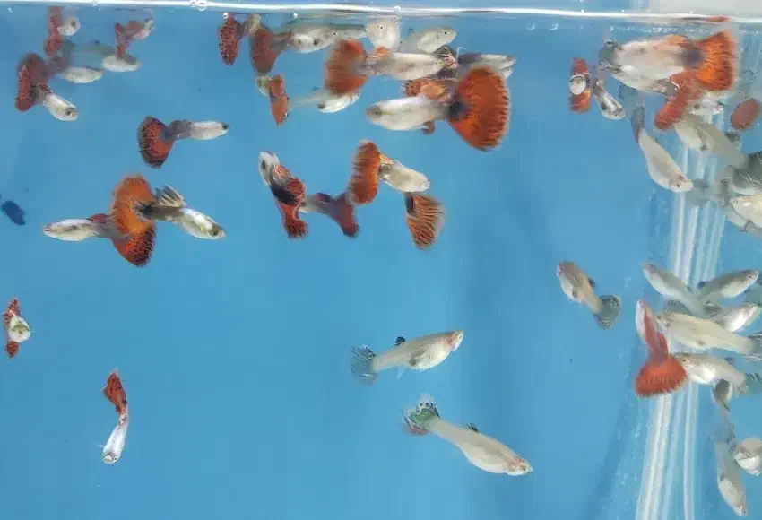 فروش ویژه ماهی گوپی|ماهی|قزوین, |دیوار