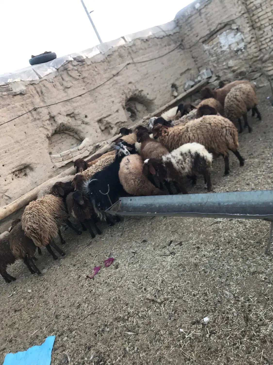 میش وبره|حیوانات مزرعه|خوانسار, |دیوار