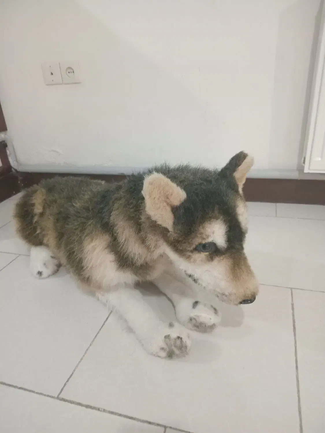 عروسک سگ نگهبان|اسباببازی|پرند, فاز ۳|دیوار