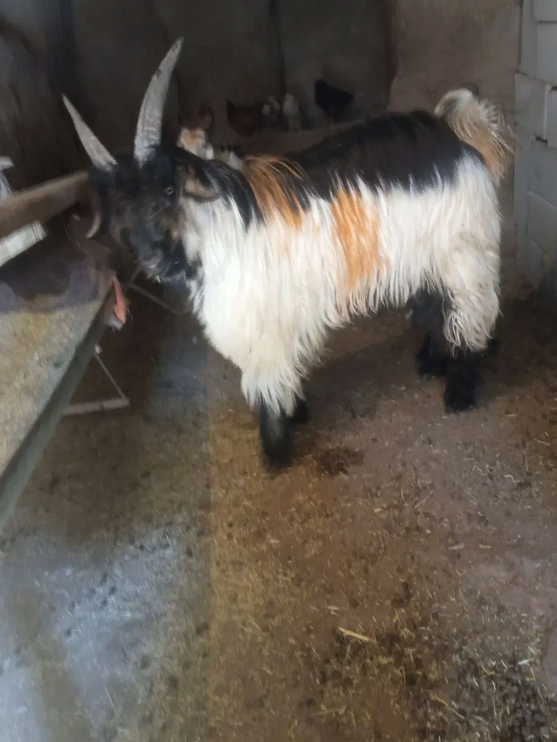 بیگ داشتی|حیوانات مزرعه|بابا حیدر, |دیوار