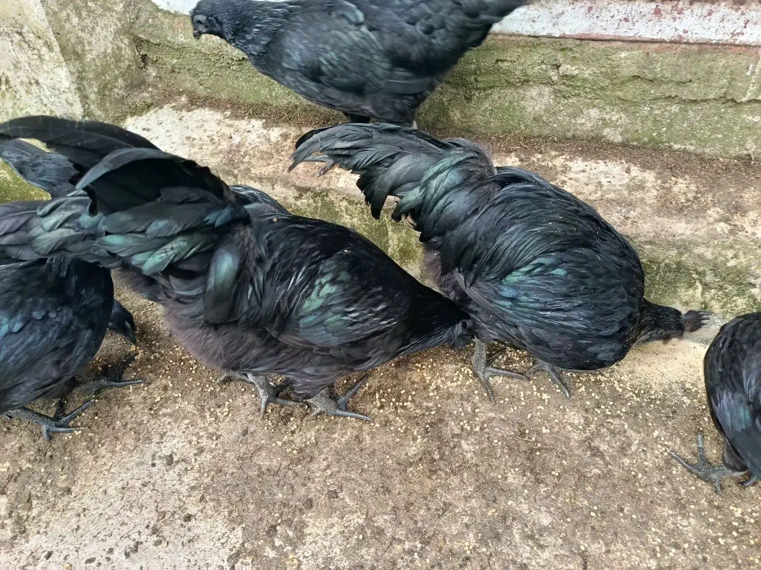 خروس ایام سمانی|حیوانات مزرعه|رشت, یخسازی|دیوار