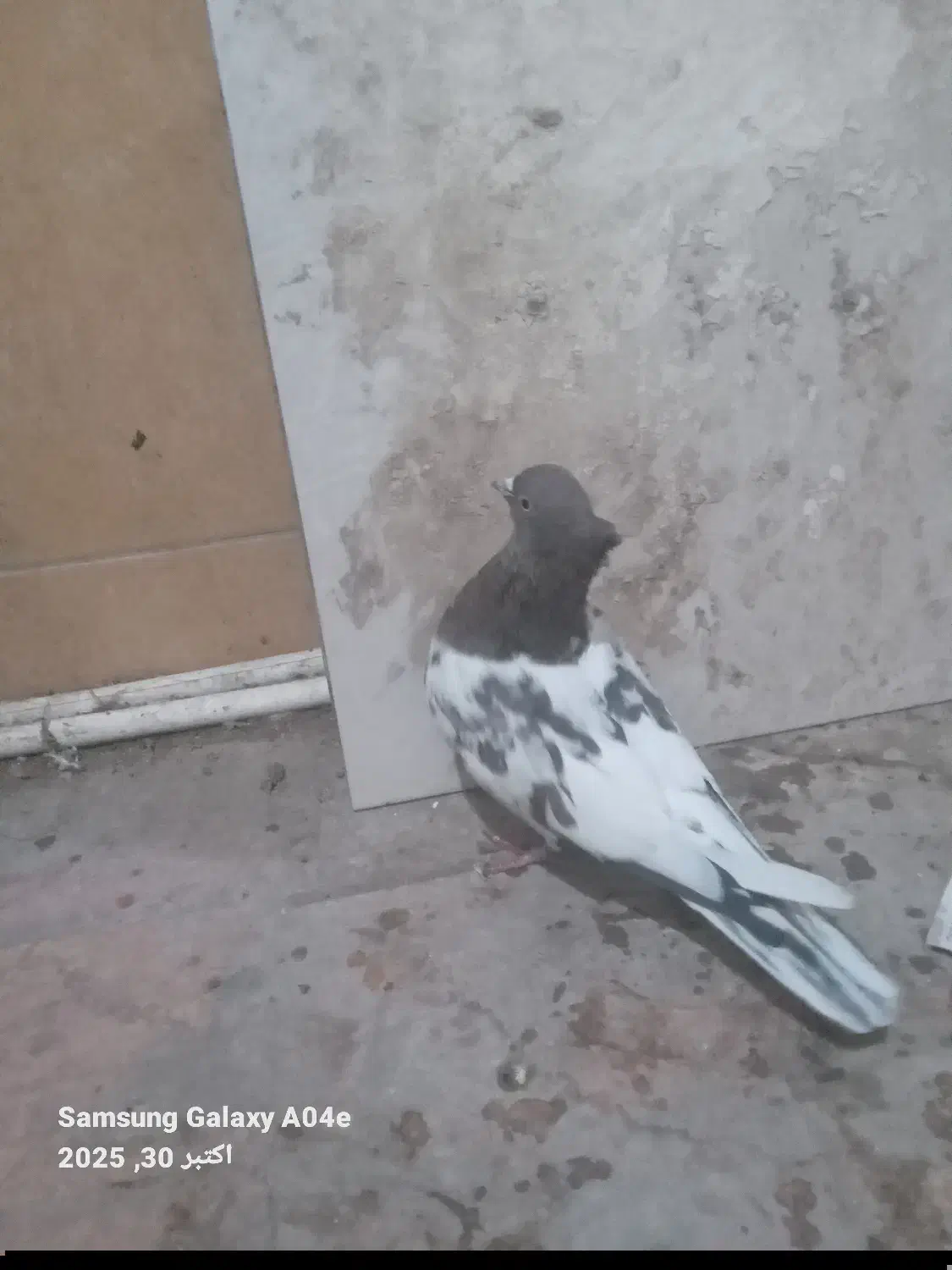 یک عدد کله هفت رنگ|پرنده|شیروان (خراسان), |دیوار