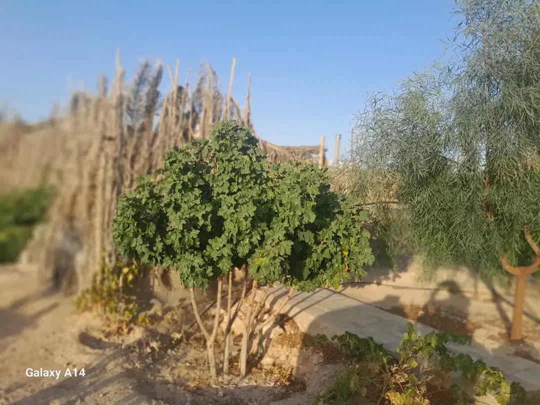 فروش باغ شهری محمودآباد میان جنگل فسا|فروش خانه و ویلا|فسا, |دیوار