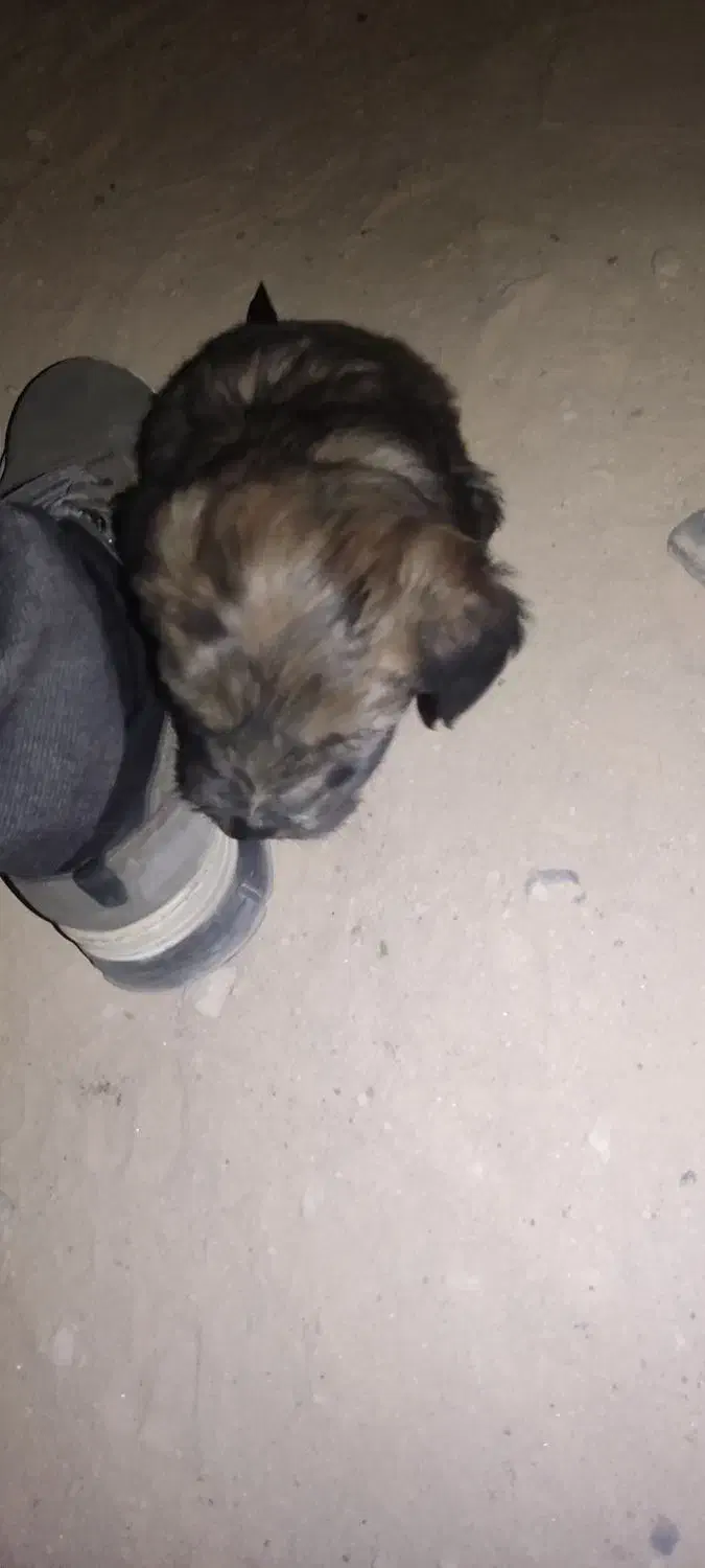 سگ شتیزو تریر|سگ|مشهد, شهید احمدی روشن|دیوار