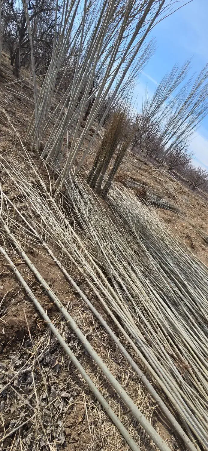 نهال بازار پسند صنوبر|خدمات باغبانی و درختکاری|بندرعباس, |دیوار