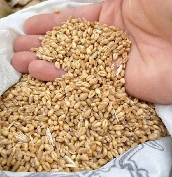 گندم وجو|حراج|نطنز, |دیوار