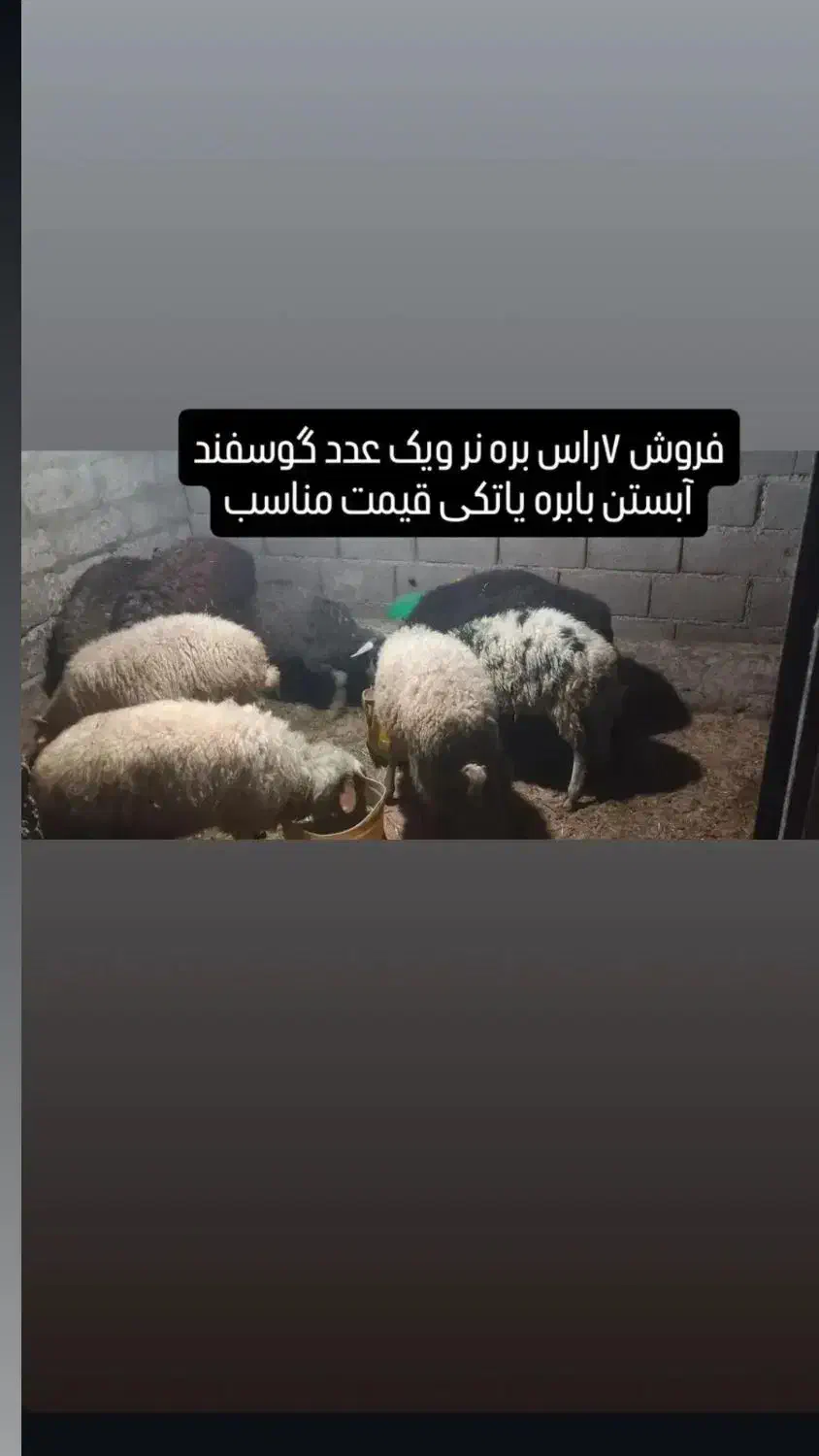 فروش ۹عدد بره|حیوانات مزرعه|نشتارود, |دیوار