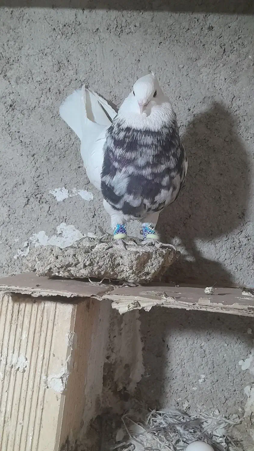 ماده طوقی کرمونشاهی آجری یا کارتنی|پرنده|دهدشت, |دیوار