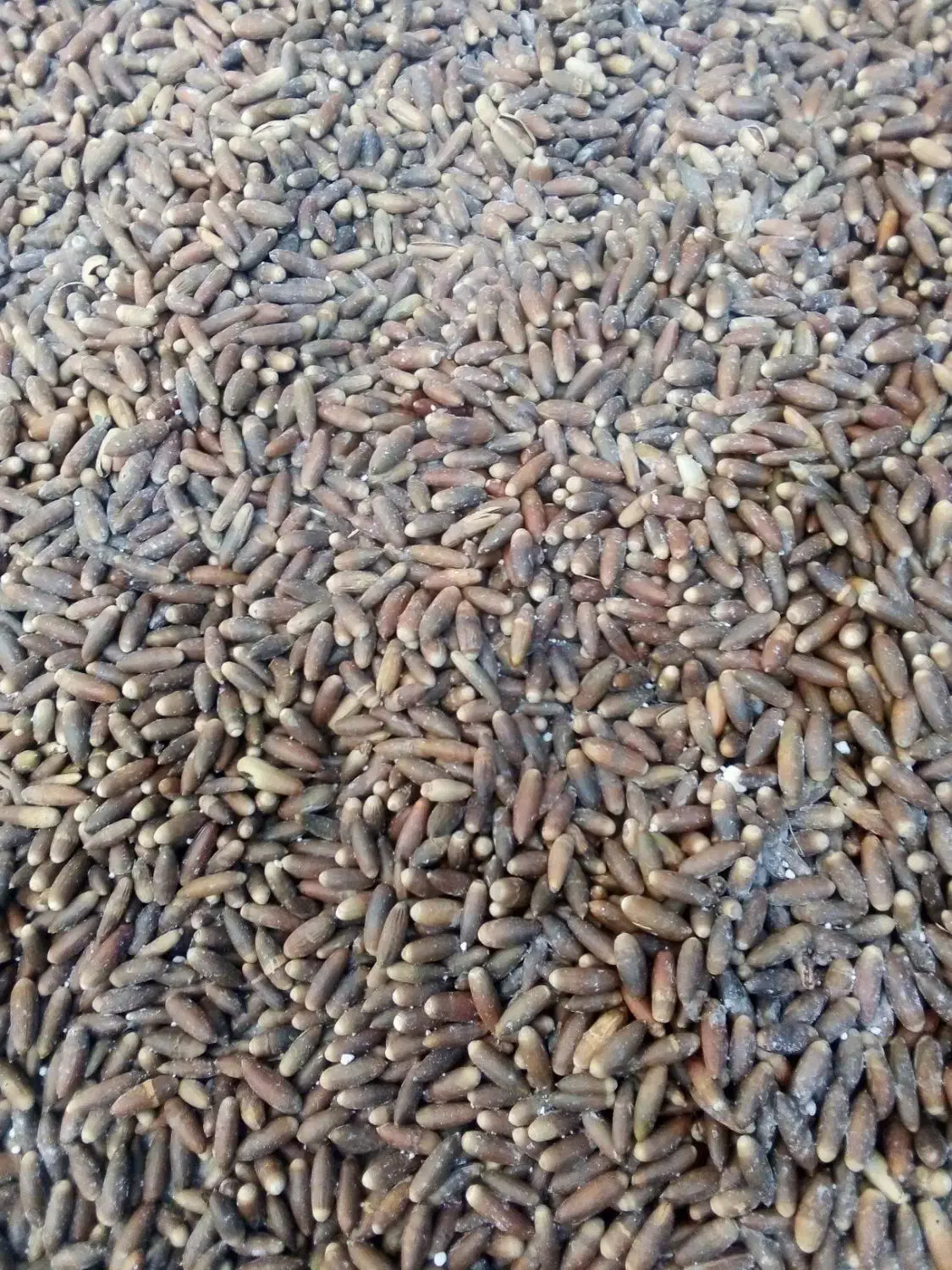 بلوط|خوردنی و آشامیدنی|ایلام, |دیوار