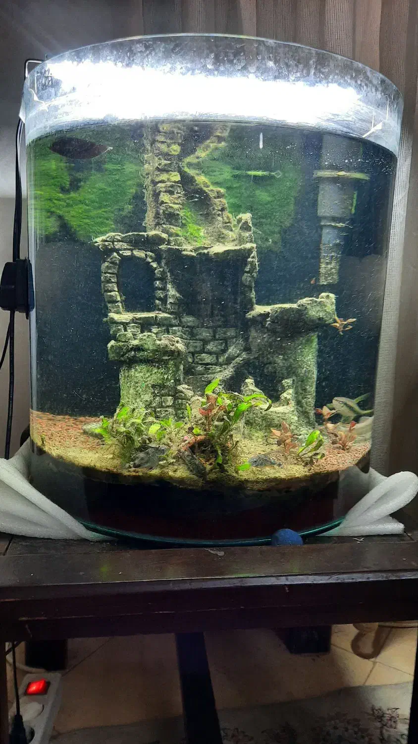 آکواریوم با گیاه طبیعی|ماهی|رشت, شهرک آیت الله منتظری|دیوار