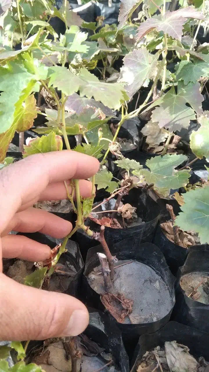 فروش نهال انگور موندراپ|خدمات باغبانی و درختکاری|جوین, |دیوار