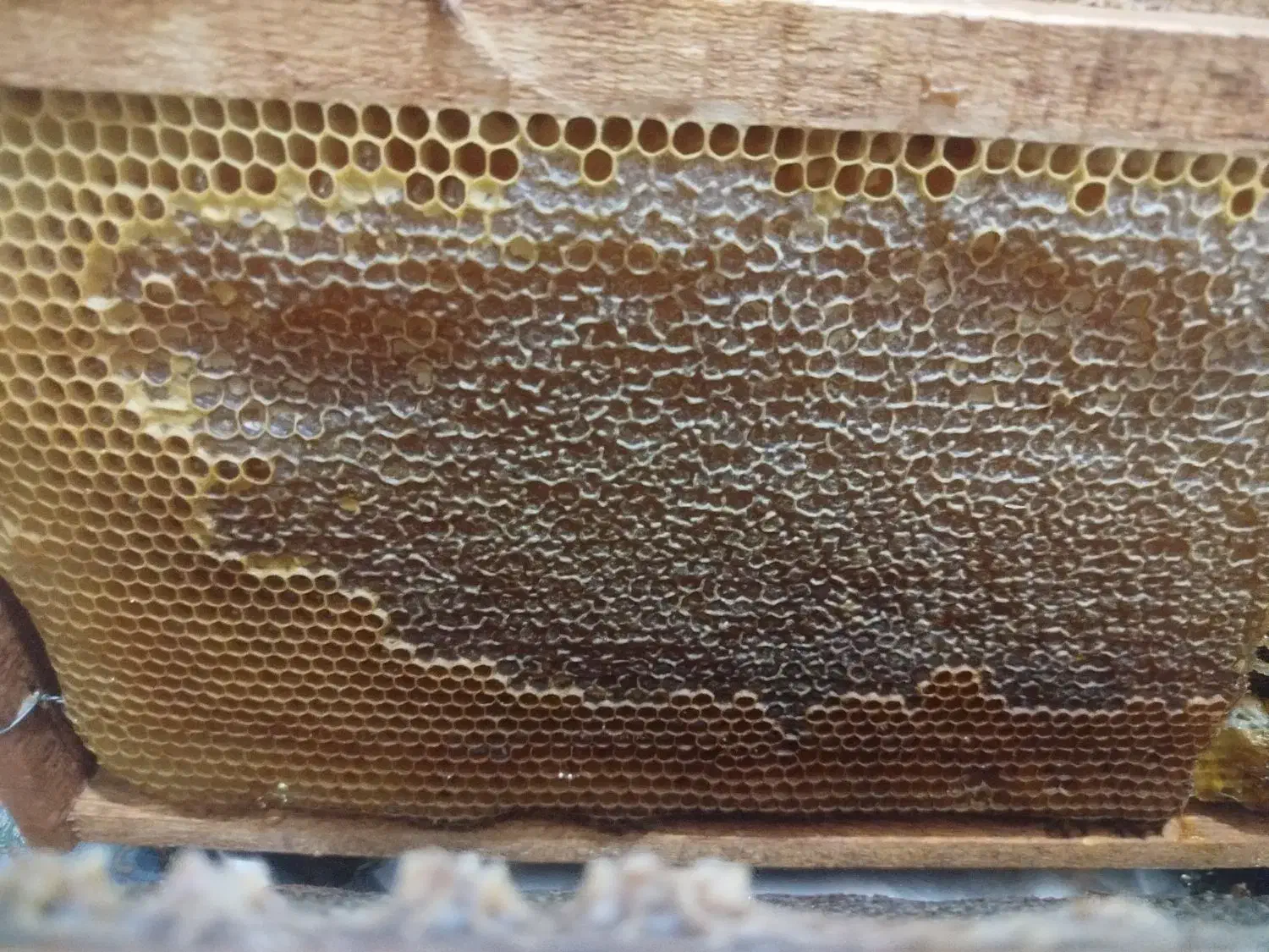 عسل و موم طبیعی|خوردنی و آشامیدنی|زرند, |دیوار