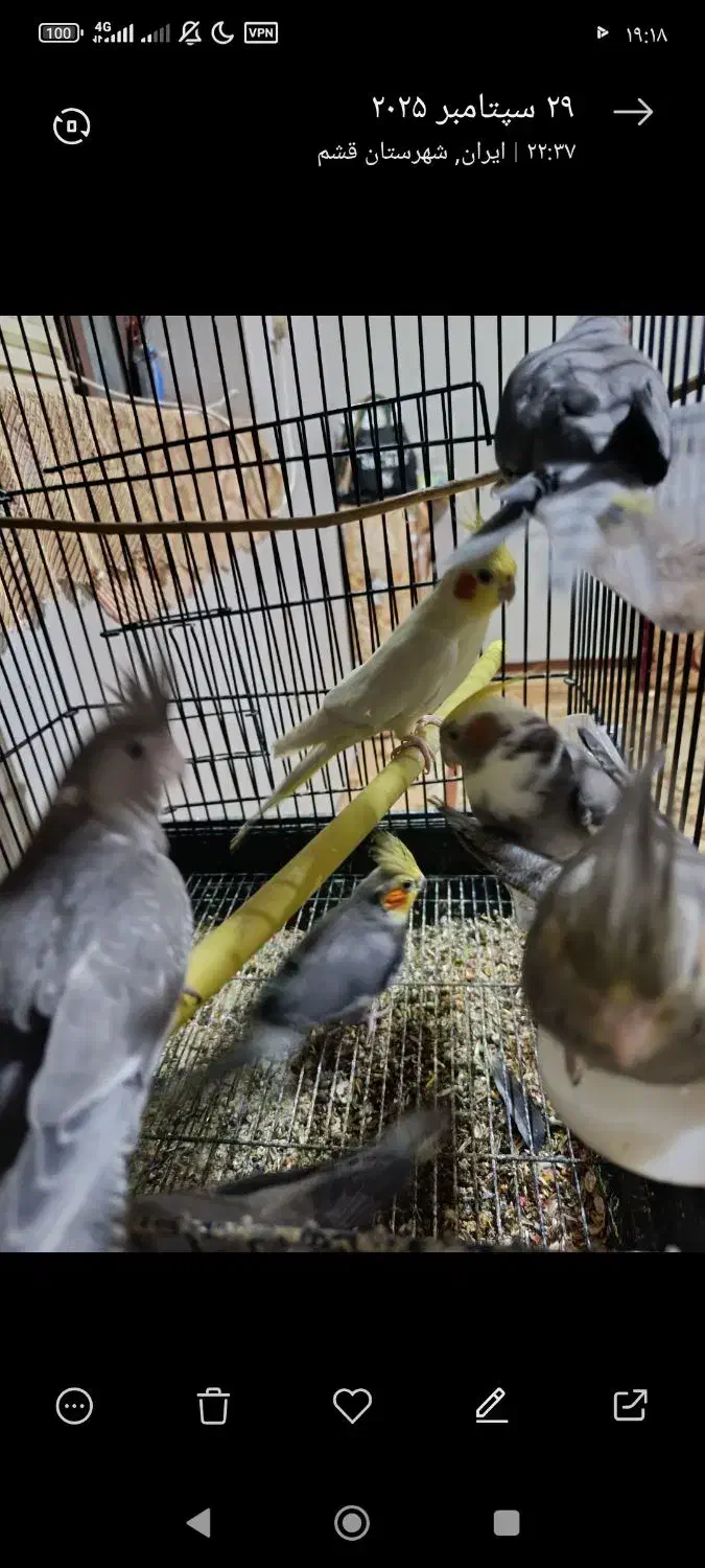 چهار جفت عروس هلندی جوون و بالغ و نطفه دار|پرنده|قشم, |دیوار