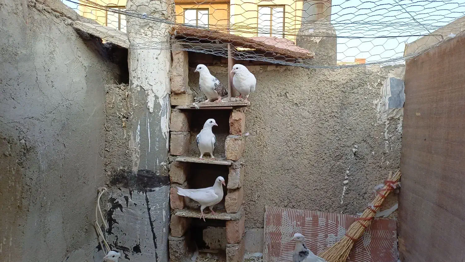 کبوتر|پرنده|کرج, ساسانی (قلمستان)|دیوار