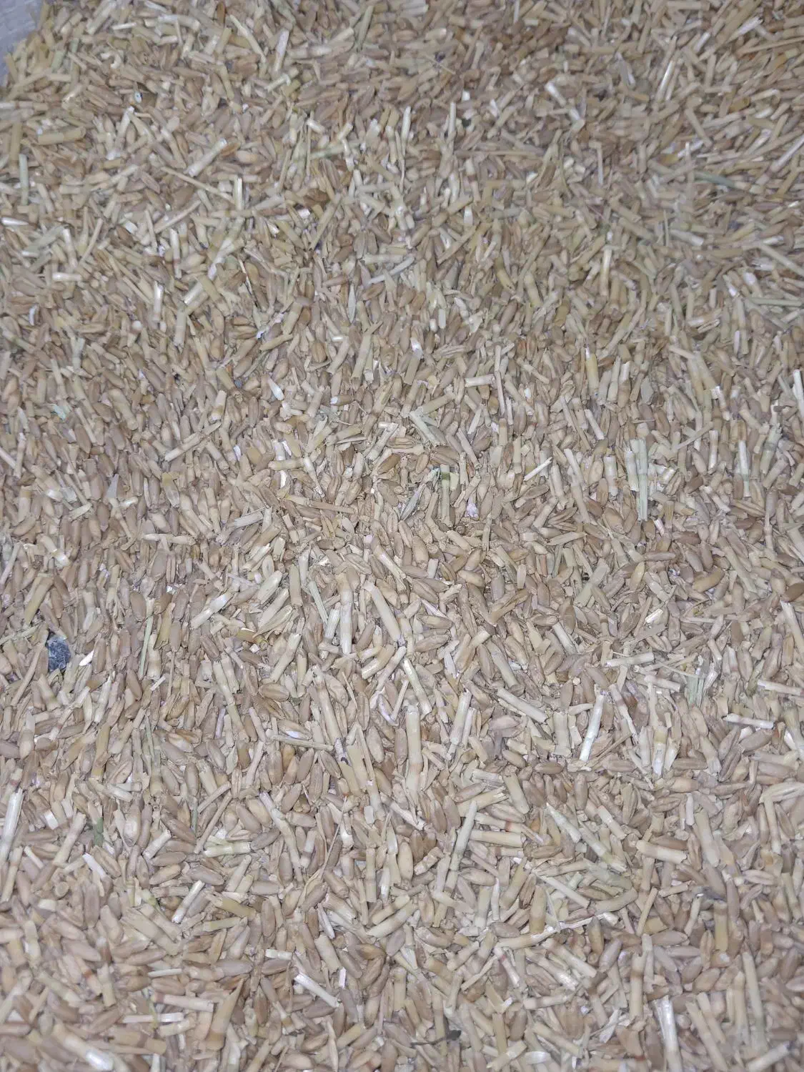 جو و گندم|حراج|کنگاور, |دیوار