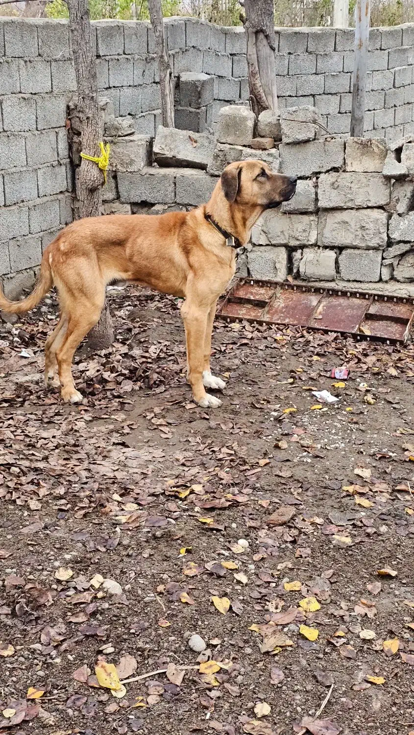 فروشی|سگ|گرمادوز, |دیوار