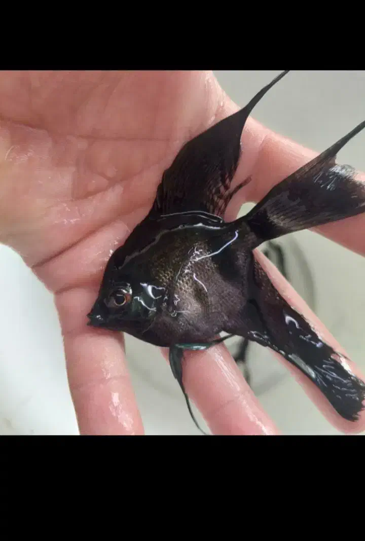 ماهی زینتی|ماهی|سبزوار, پیام|دیوار