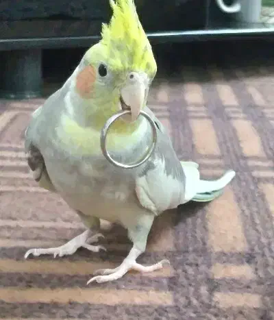 عروس هلندی نر دستی|پرنده|قم, نیروگاه|دیوار