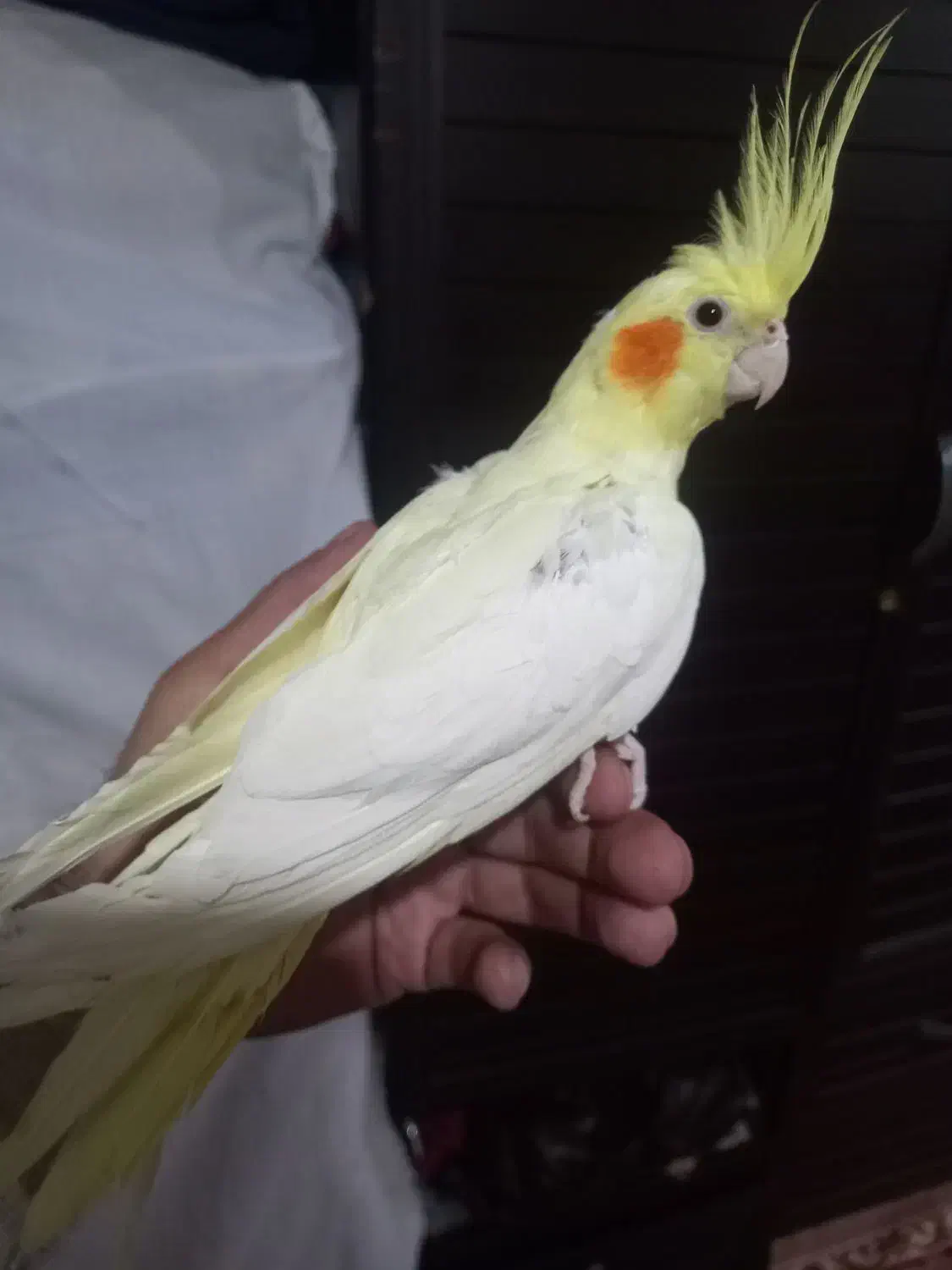 عروس هلندی|پرنده|اهر, |دیوار