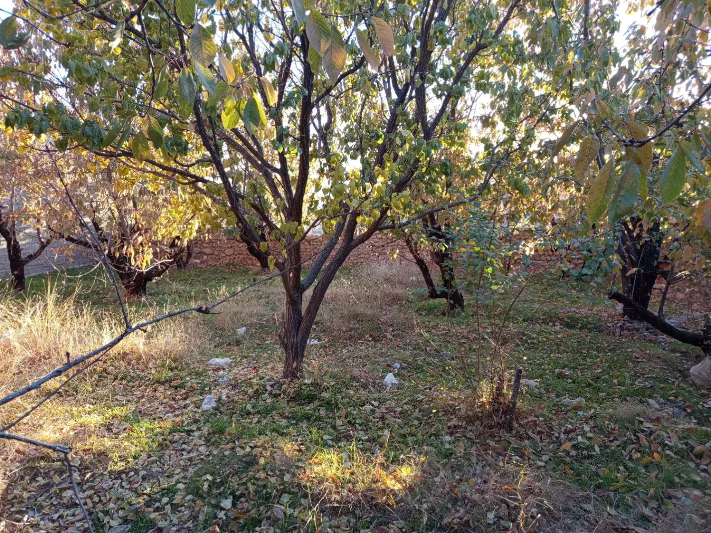 زمین ماهان سکنج|فروش زمین و ملک کلنگی|ماهان, |دیوار