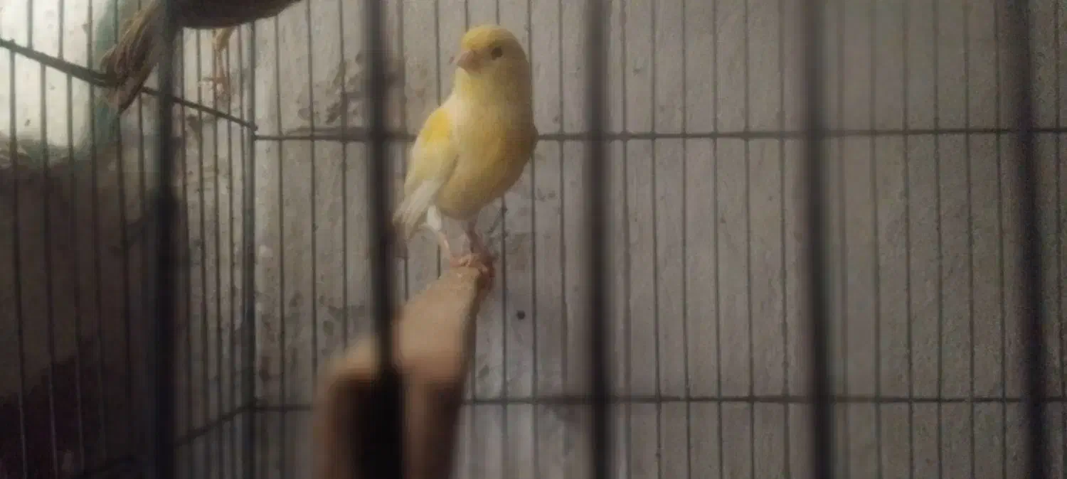 قناری|پرنده|تبریز, |دیوار