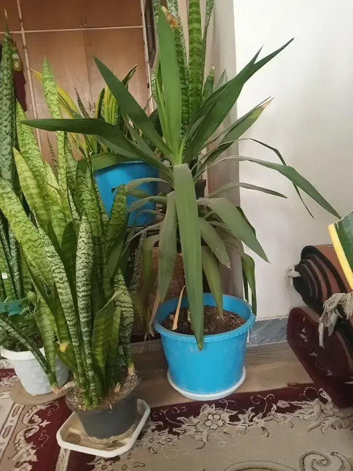 گل طبیعی سانسوریا|گل و گیاه طبیعی|معصومیه, |دیوار