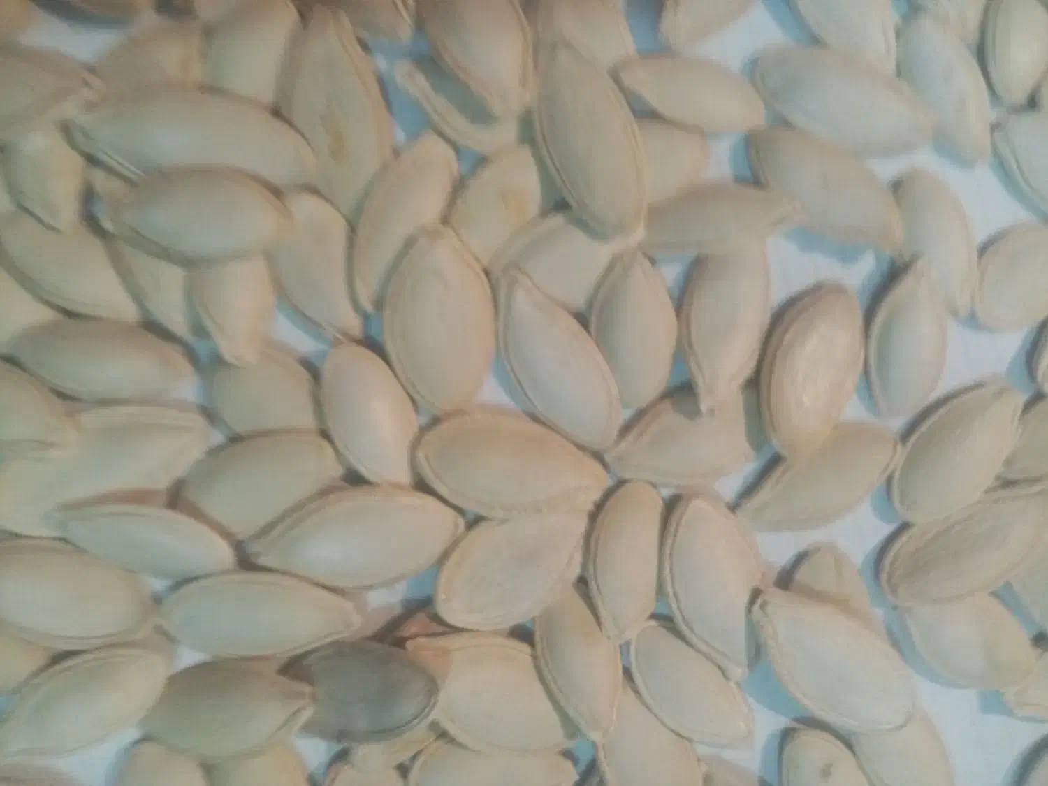 تخمه کدو|حراج|یزد, |دیوار