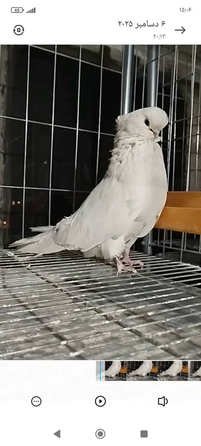 نر نوک قناری فروشی|پرنده|شهریار, رزکان|دیوار