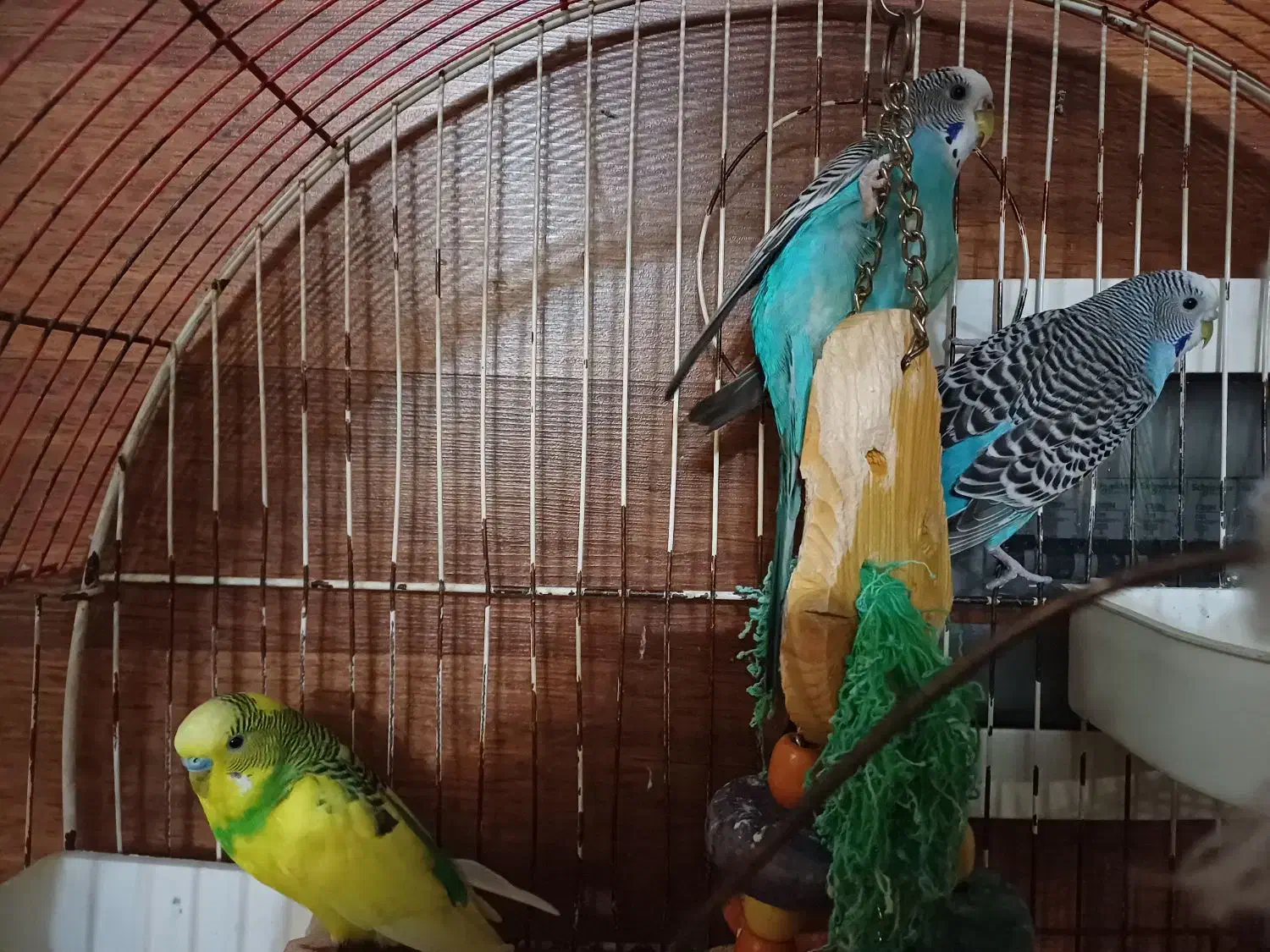 مرغ عشق|پرنده|محمدشهر, همایون ویلا|دیوار