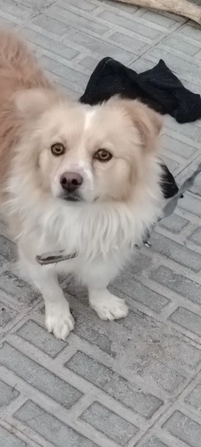 فروشی یک عدد اشپیتز آلمانی|سگ|بم, |دیوار