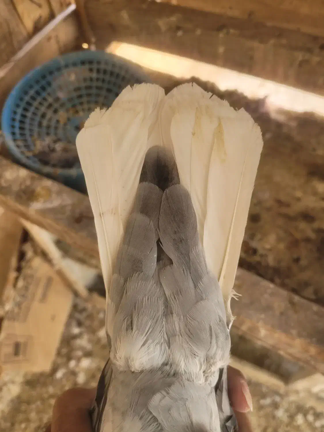 کبوتر دم سفید ماده|پرنده|فیروزآباد (فارس), |دیوار