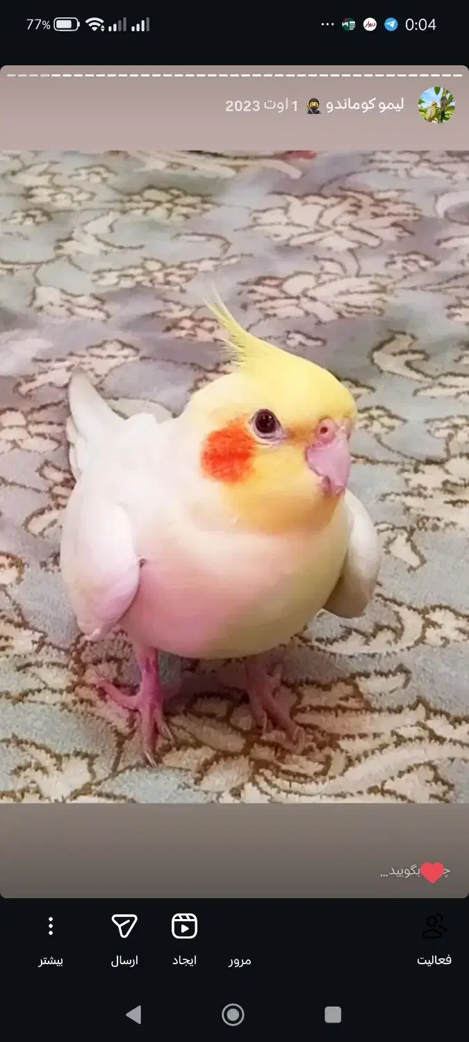 لوتینو زعفرانی نر|پرنده|رشت, نظری|دیوار