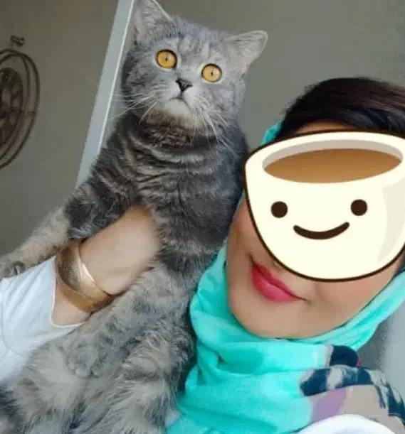 گربه بسیار زیبا مودب و همه چیزتمام|گربه|ارومیه, |دیوار