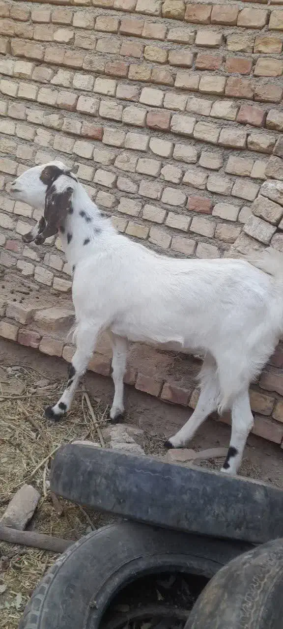 کولار آبستن|حیوانات مزرعه|فردوس (خراسان), |دیوار