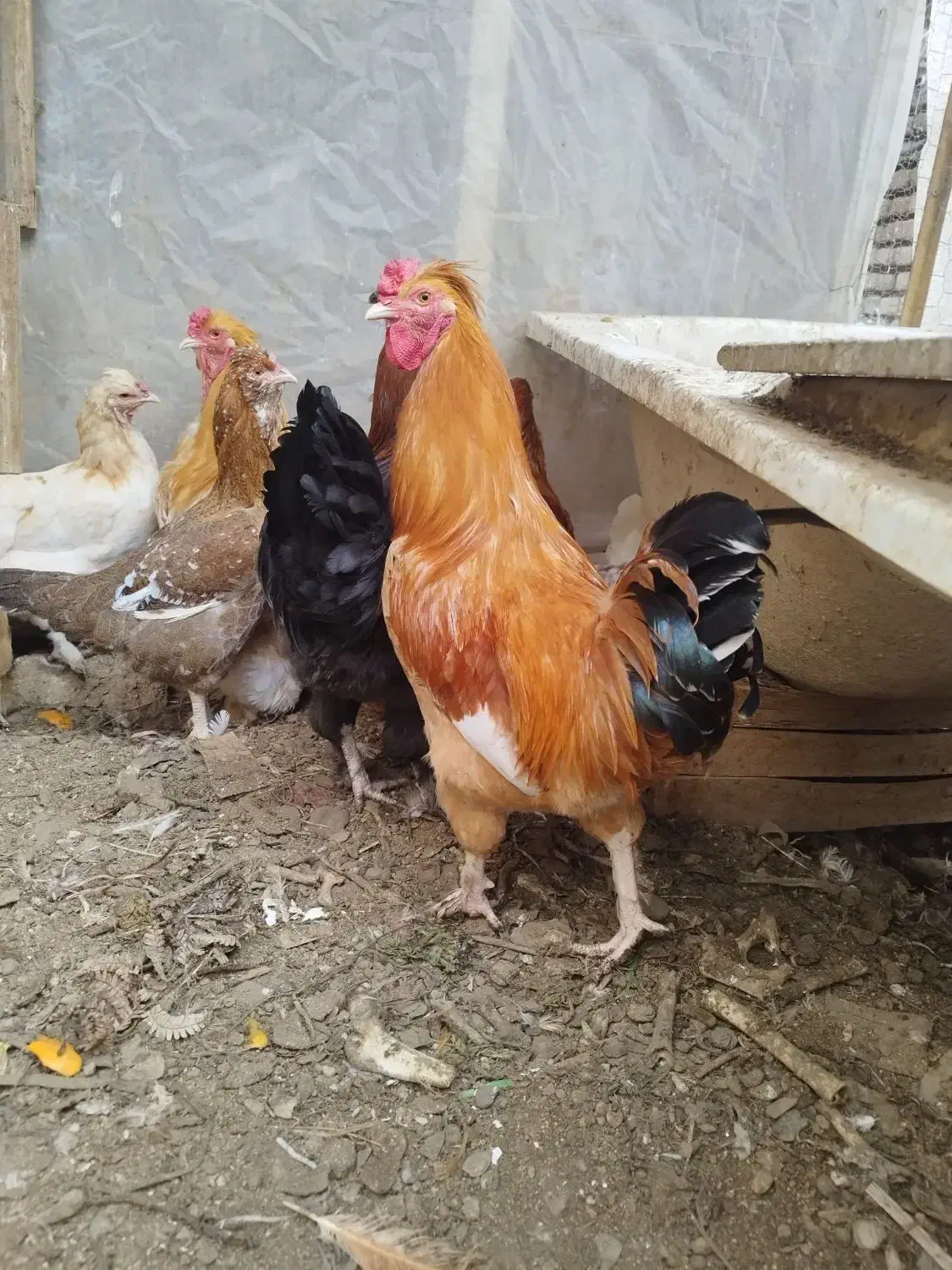 خروس گلین جوان ۹ماهه مرغگیر سالم درشت|حیوانات مزرعه|فردیس, شهرک شهید حسینی|دیوار